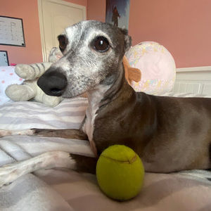 Meet your Posher, Amelie